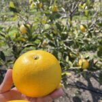 NBAで大活躍の河村勇輝選手を知っていますか？