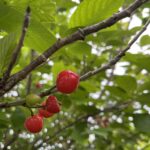 なんでゴールデンウィークって呼ぶの？