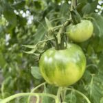 今日はトマトの加工を行いました🍅
