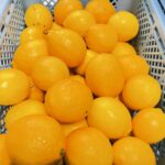 九州で柑橘の果汁を搾るなら宮崎のひょっとこ堂