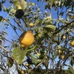 我が家のレモンを収穫しました🍋