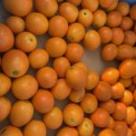 今年は柑橘豊作です🍊🍋