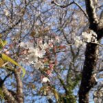 ケツメイシの『さくら』が脳内に流れる季節♪