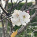 季節限定🌸ほっともっとのお弁当