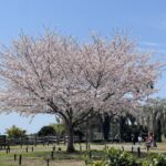 西都中学校が誕生しました🌸