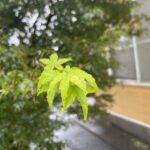 連休明けは体が重いですが・・・